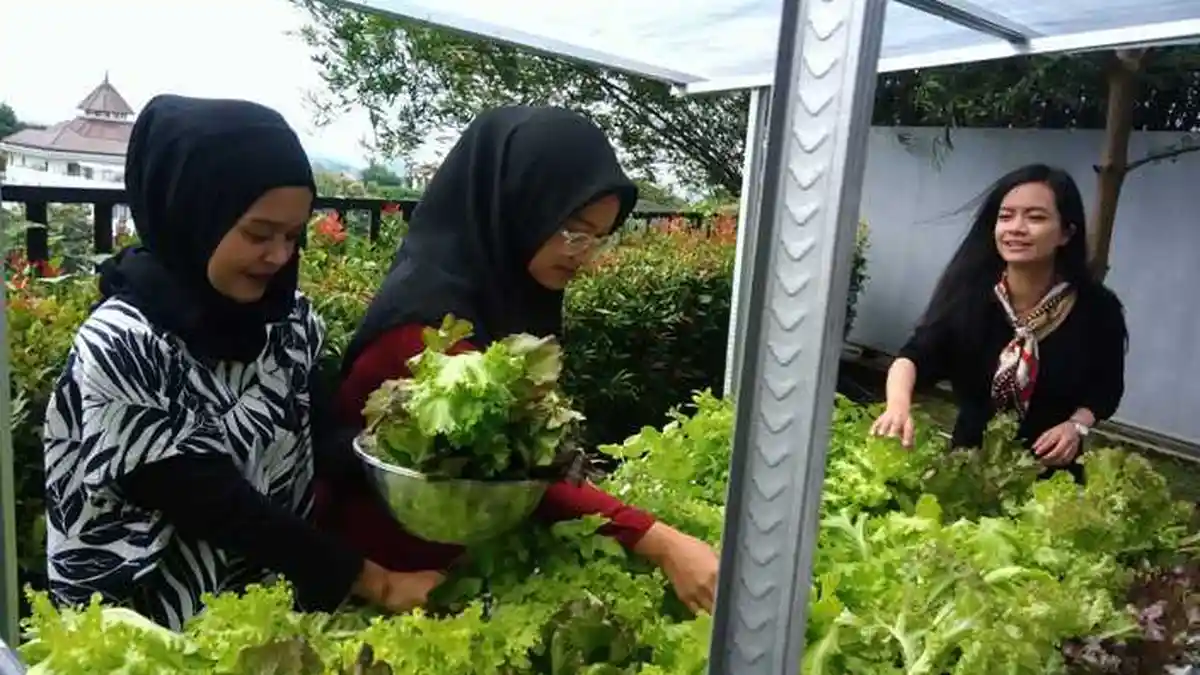 Tips Cerdas Pilih Sayuran Sebelum Dikonsumsi, Seperti Apa sih yang Bagus?