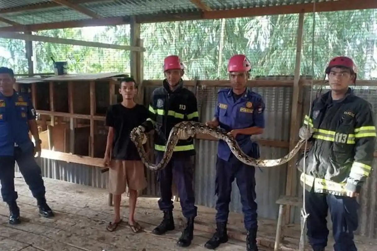 Berita Populer Padang: Penangkapan Ular Piton dan Nasib Guru Honorer