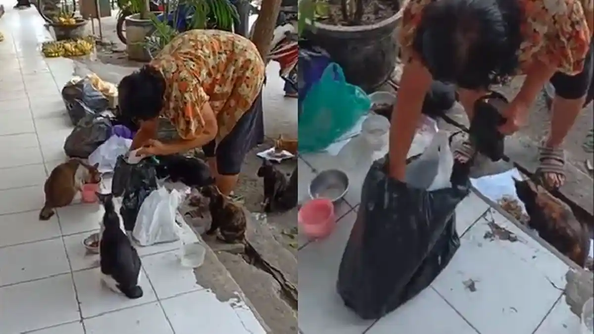 Sudah 5 Tahun Lebih Indrawati Jadi Juru Penolong Kucing Liar di Pasar Madiun