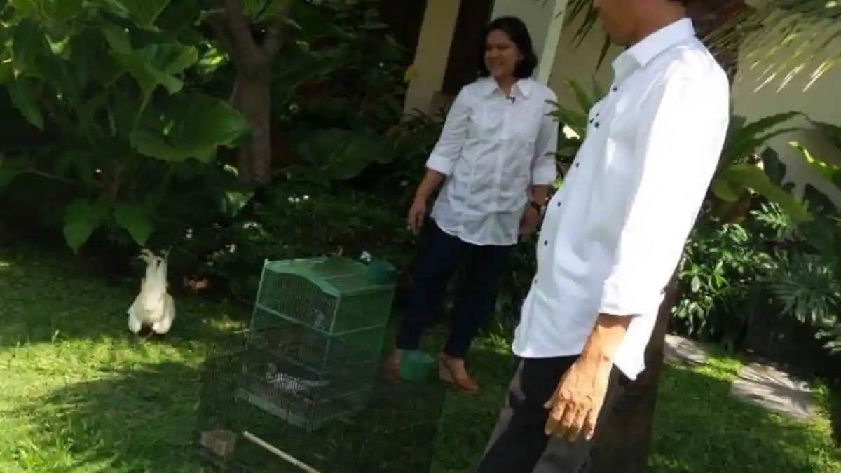 Kodok Kesayangan Jokowi Mati Semua