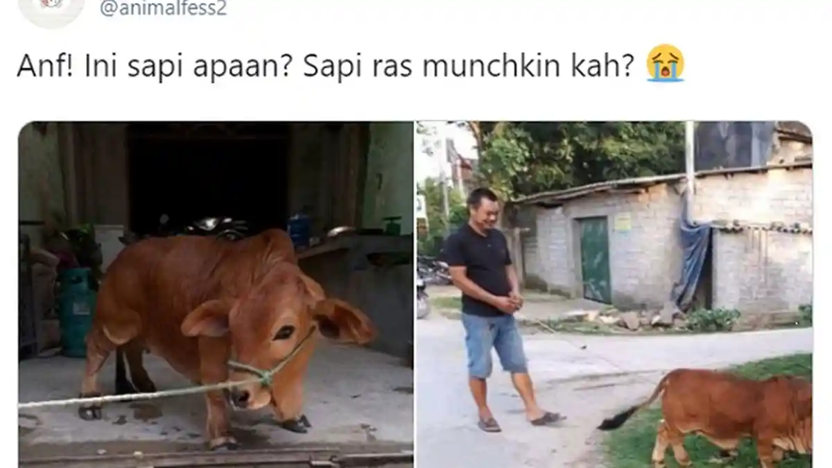Viral Foto Sapi Berkaki Pendek, Pernah Lihat?