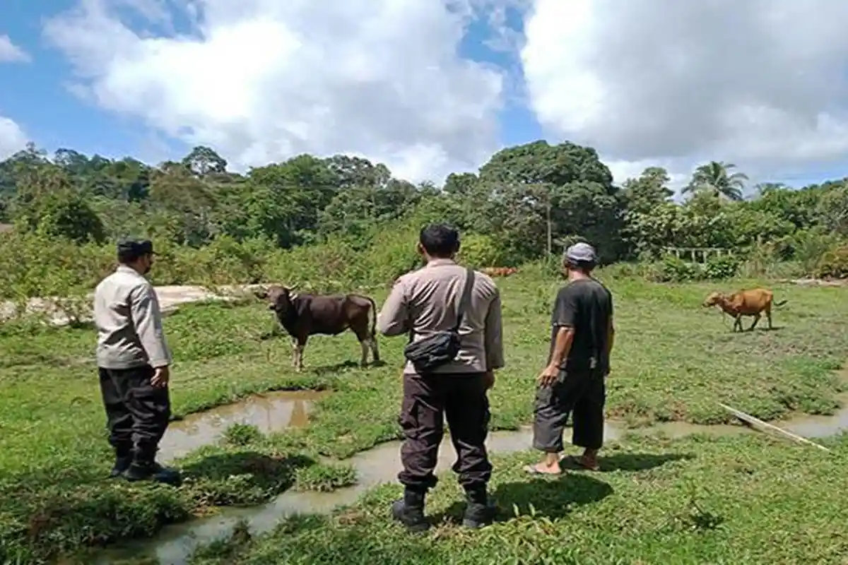 Monitoring Hewan Ternak, Personel Polsek Kota Baru Beri Imbauan Pencegahan PMK Pada Peternak