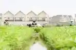 Petani Kangkung