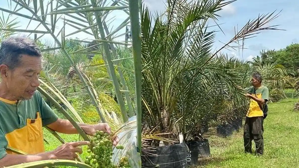 Cerita Berdirinya Kebun Kurma Ngadinah di Berbah Sleman, 5.000 Pohon Tumbuh Subur