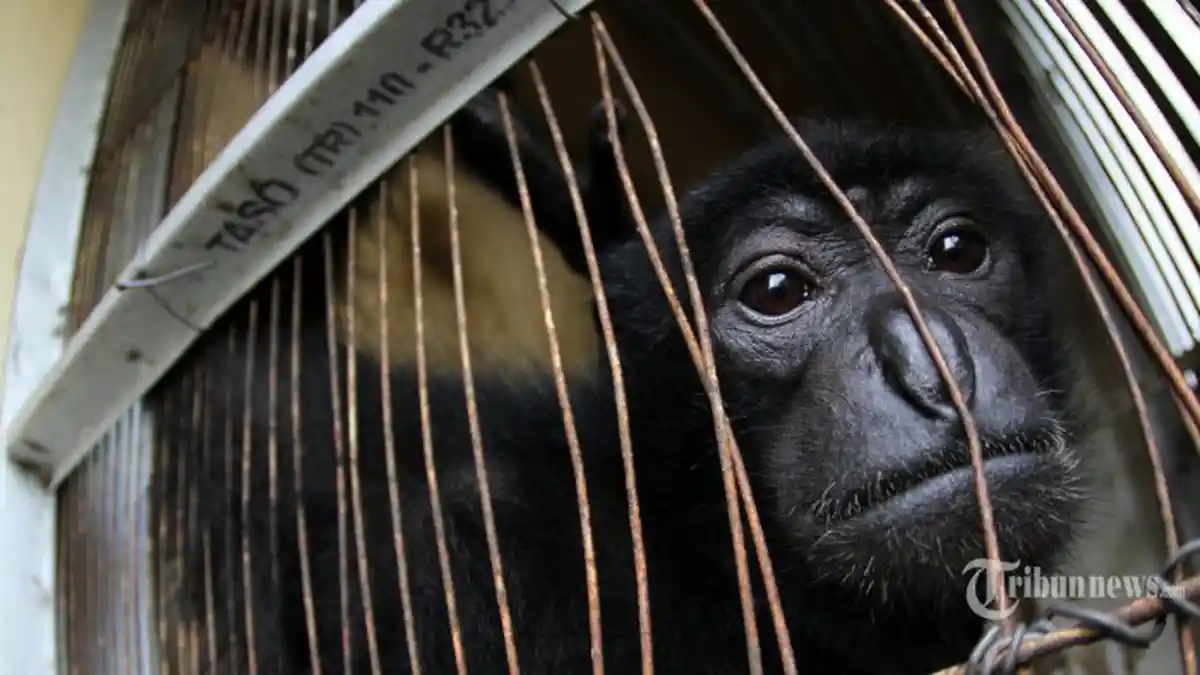SIAMANG Teror Warga Rantau Panjang OKU Selatan, 8 Orang Diserang, Seorang Petani Alami Luka Cakaran