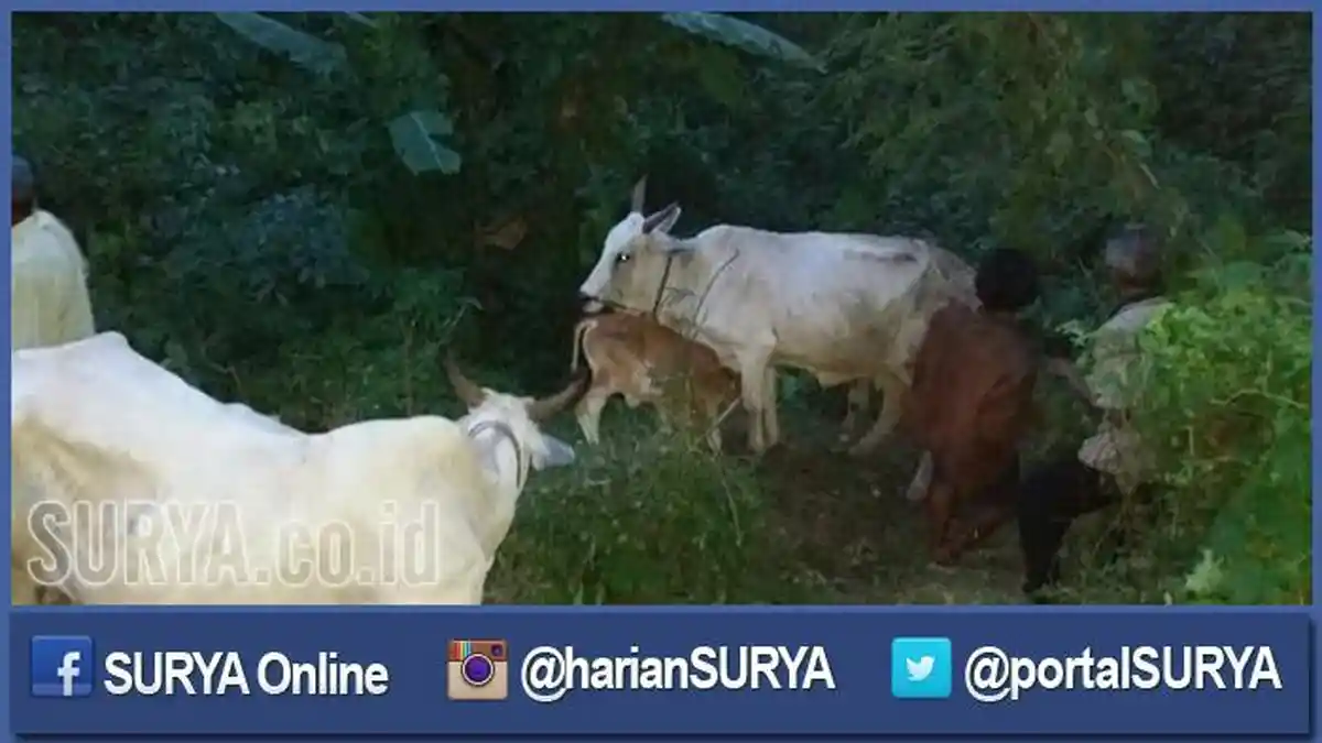 Dikejar Polisi, Dua Maling Tinggalkan Sapi Curian di Tengah Sawah Desa Muneng Probolinggo