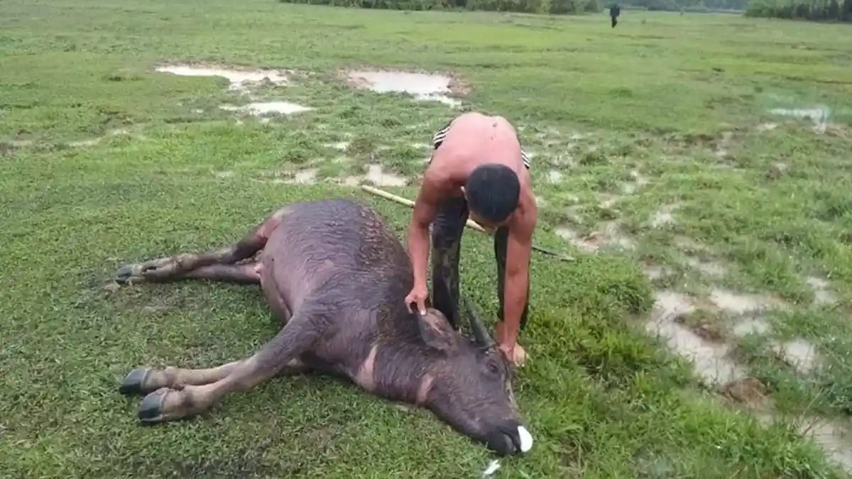 Banyak Kerbau Mati Mendadak di Simeulue, Hanya Bertahan Beberapa Hari Langsung Tumbang