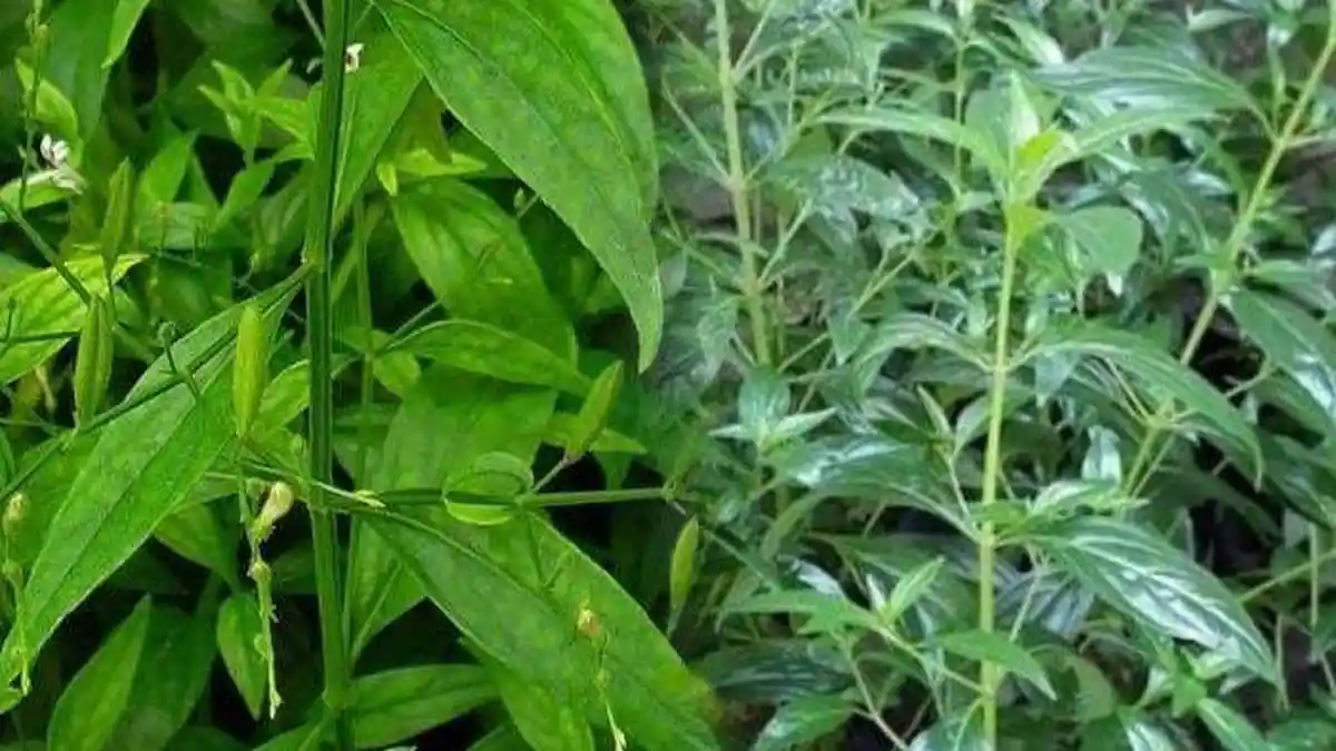 Banyak Tumbuh di Indonesia, Ramuan Herbal Ini Dipakai Thailand Sembuhkan Pasien Covid-19