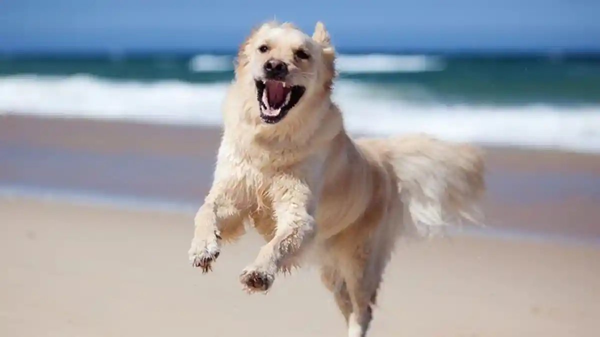 Seekor Anjing Ditemukan Mati Usai Dengar Suara Kembang Api, Diduga Terserang Jantung