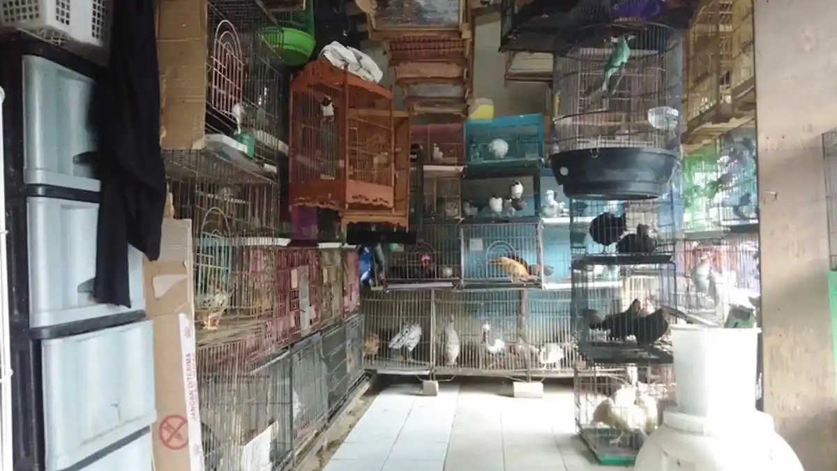 VLOG: Kondisi Terkini Pasar Hewan Barito Jakarta Selatan
