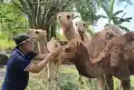 Harga-Unta-di-Peternakan-Viral-Ngoro-Mojokerto-Tembus-Rp-200-Juta-Jadi-Incaran-Pengusaha-Mini-Zoo.jpg