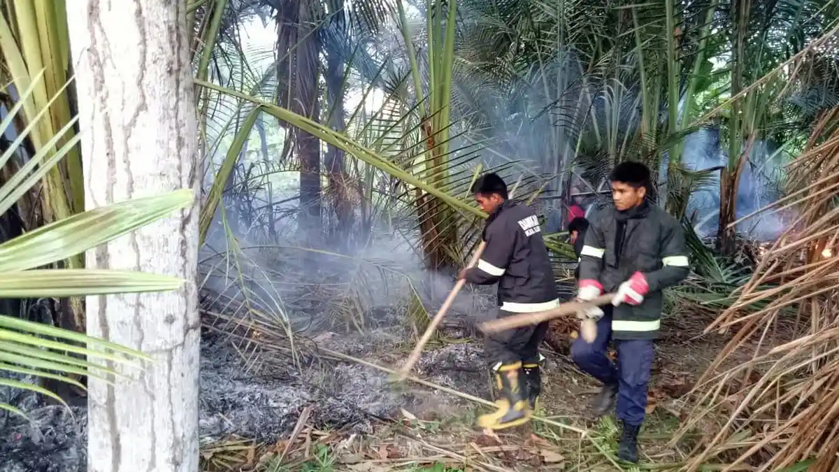 Sebulan Sudah 5 Kali Kebakaran Lahan di Luwu