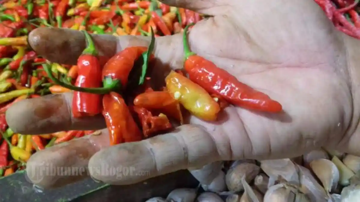 Harga Cabai Rawit Merah di Jakarta Meroket Dekati Rp 100 Ribu/Kg
