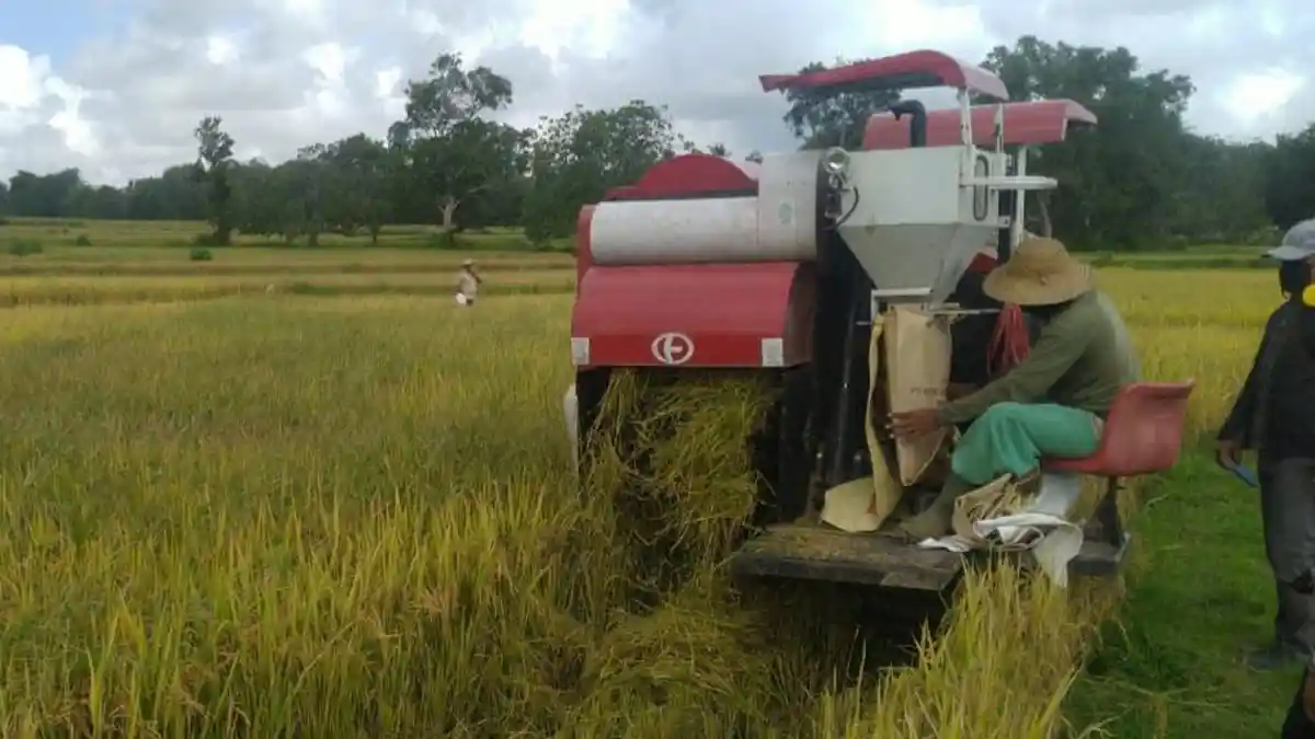 Gubernur Lampung: Petani Berjaya, Surplus Beras hingga 266.110 Ton