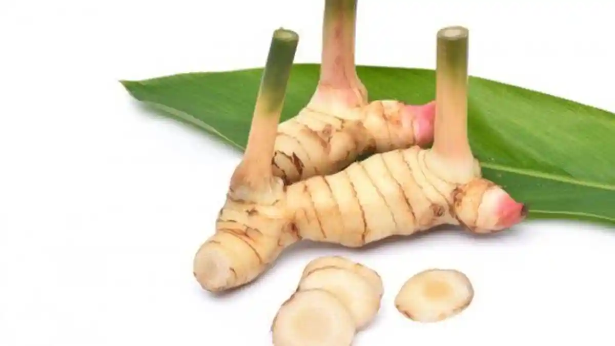 Rambut Kering dan Mudah Rapuh? Yuk, Intip Cara Mudah dan Alami dengan Bahan Lengkuas