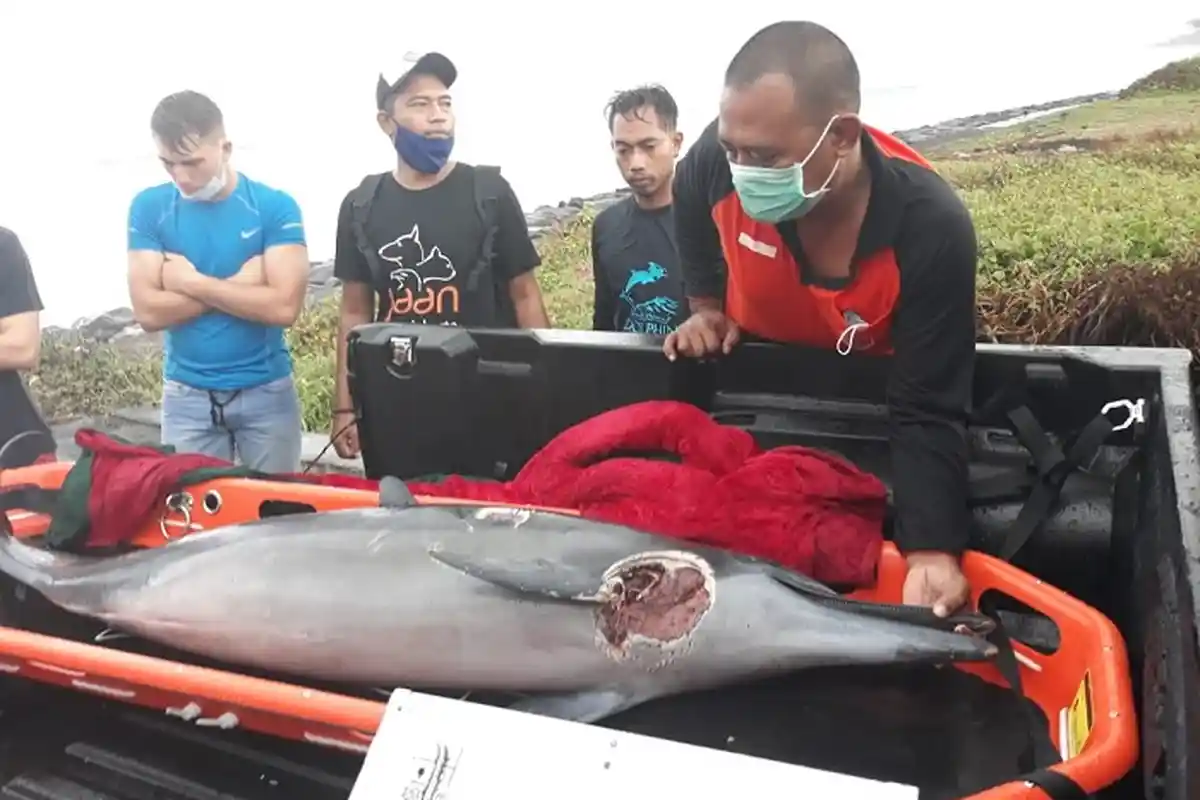 Otopsi Akan Dilakukan Terhadap Satu Lumba-lumba yang Ditemukan Mati di Pantai Batu Tumpeng Klungkung