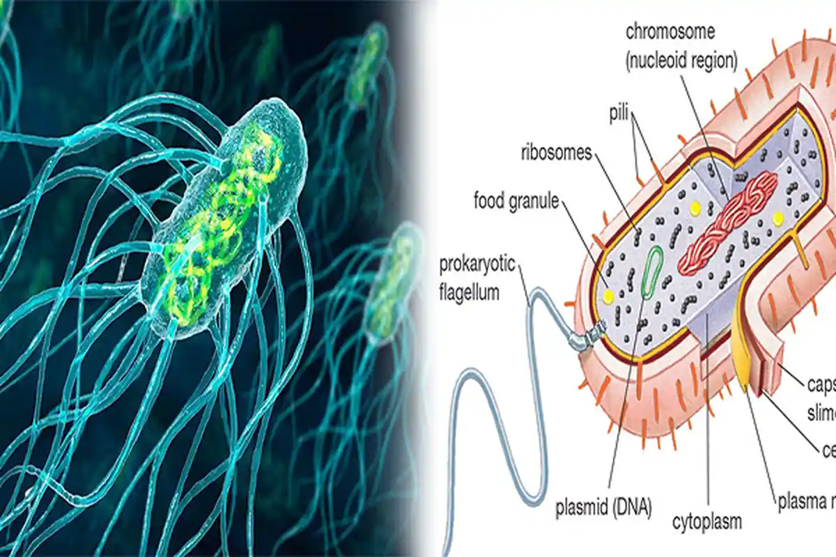 JENIS Bakteri Coliform yang Menyebabkan Penyakit Tifus dan Diare, Apa Gejala Penyakit Tipes ?