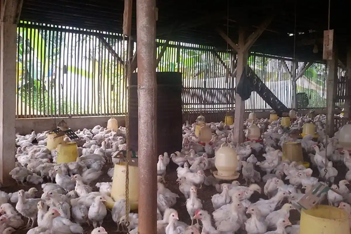 Akibat Wabah Virus Corona, Ribuan Peternak Ayam di Ciamis Terancam Gulung Tikar
