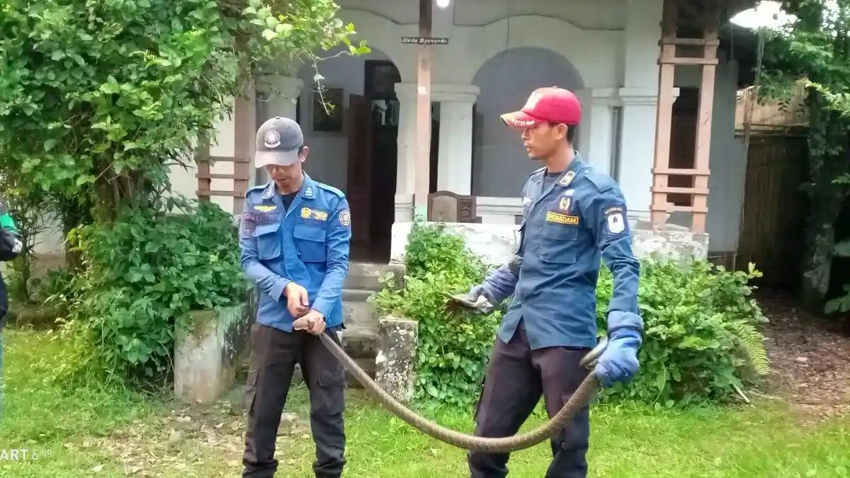 Bikin Heboh, King Kobra Sepanjang 2,5 Meter Masuk Rumah Warga Rangkasbitung Lebak