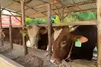 20260506-Foto-ilustrasi-sapi-kurban-Limosin.jpg