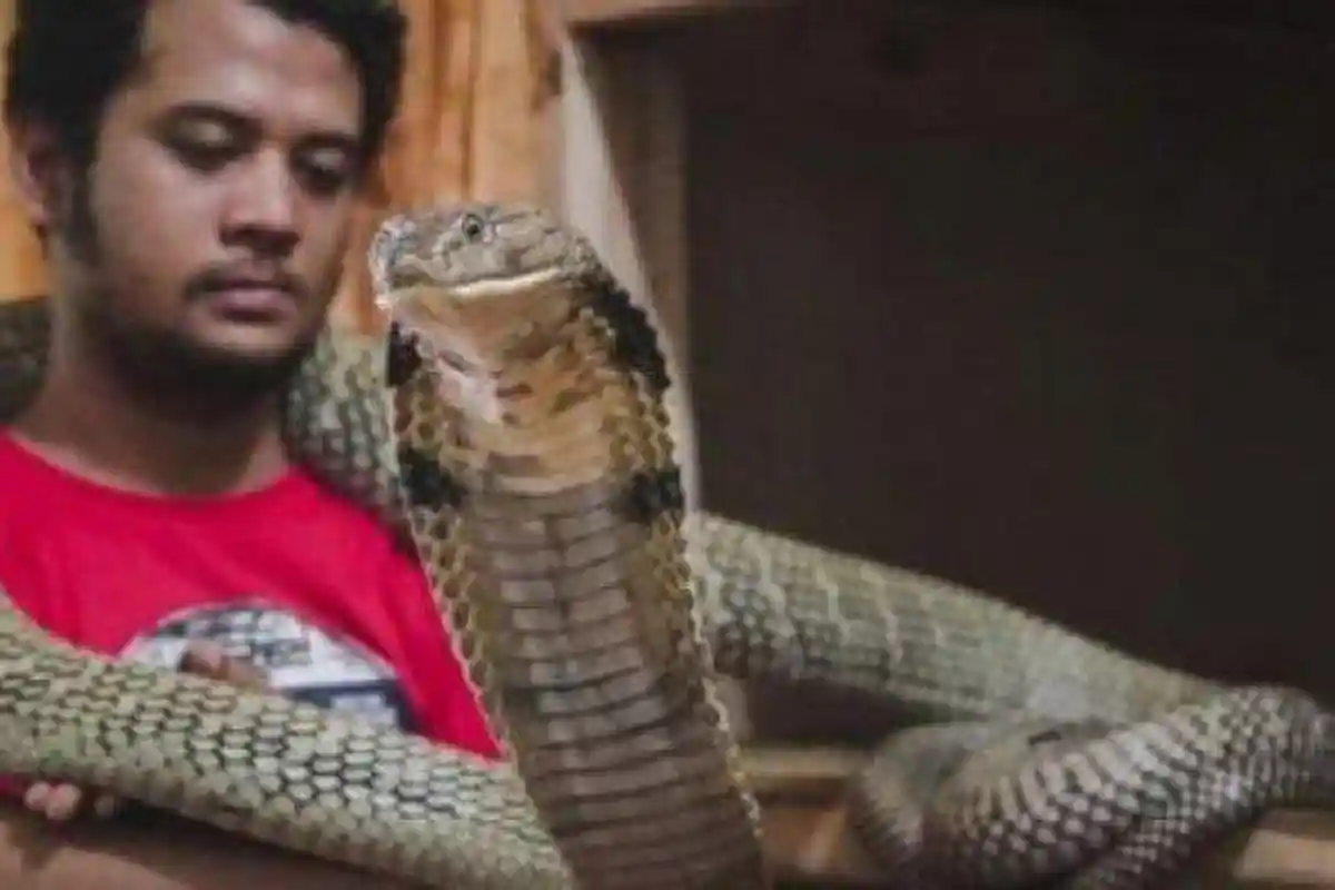 Simak Analisa Panji Petualang yang Angkat Bicara Terkait Pawang Ular yang Tewas Dipatuk King Cobra