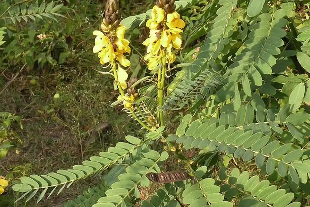 Lawan Covid-19, LIPI Uji Daun Ketepeng Badak dan Benalu Jadi Antivirus Corona