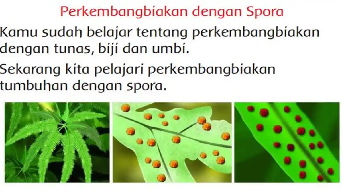 Kunci Jawaban Buku Tematik SD Kelas 3 Tema 1 Subtema 4 Pembelajaran 5, Halaman 175 176 178