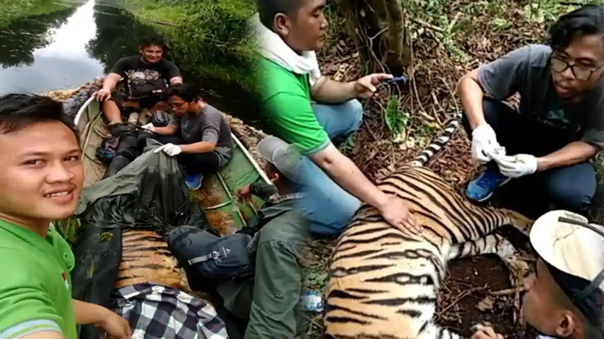 BBKSDA Riau Evakuasi Harimau Sumatera yang Terjerat di Konsesi HTI, Begini Penjelasan PT RAPP