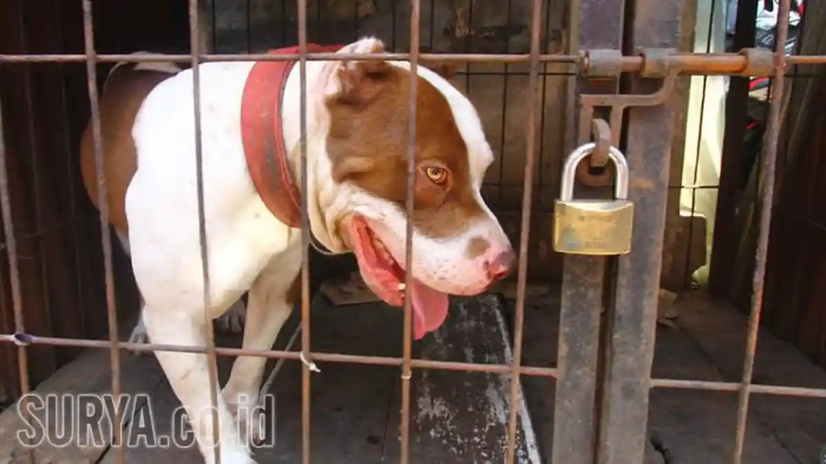 Keluarga Trauma, Anjing Pitbull yang Tewaskan Bocah 8 Tahun Itu Akhirnya Dibawa ke Sini. . .