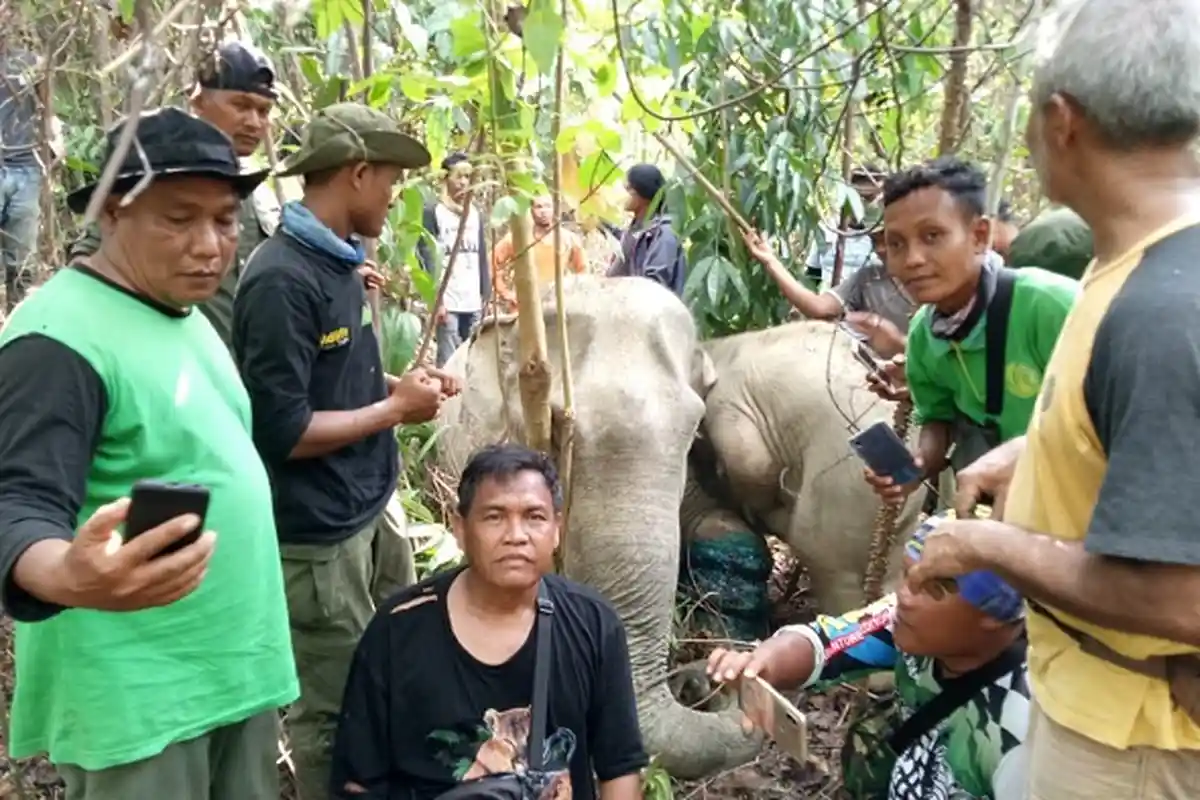 Dua Ekor Gajah yang Luka Parah Bagian Kaki di Aceh Timur Berhasil Diobati
