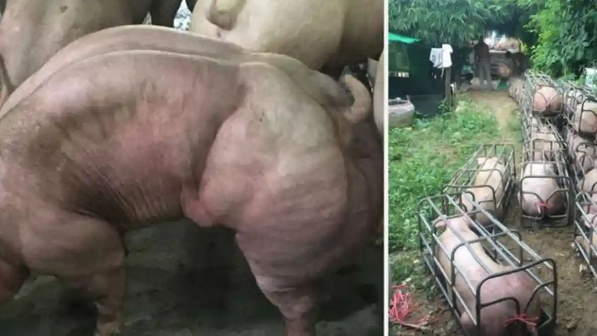 Peternakan Babi Berotot di Kamboja, Pecinta Hewan Sebut Praktik Itu Sangat Kejam dan Mengerikan