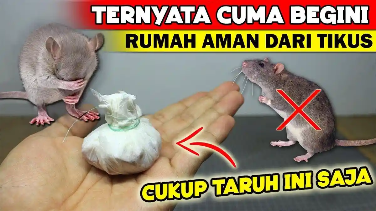 5 Cara Mudah Membasmi Tikus dari Rumah Tanpa Pakai Bahan Kimia dan Racun Berbahaya