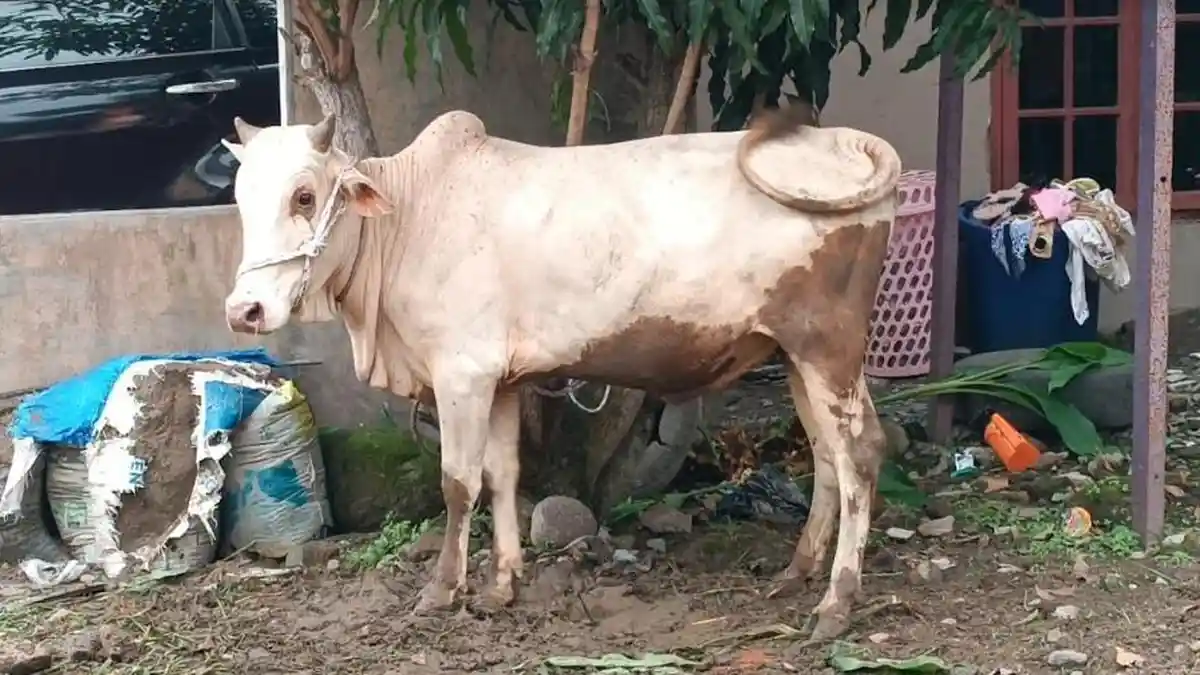 Sebanyak 40 Ekor Hewan Ternak di Lampung Alami Gejala LSD, Muncul Benjolan di Tubuh Sapi