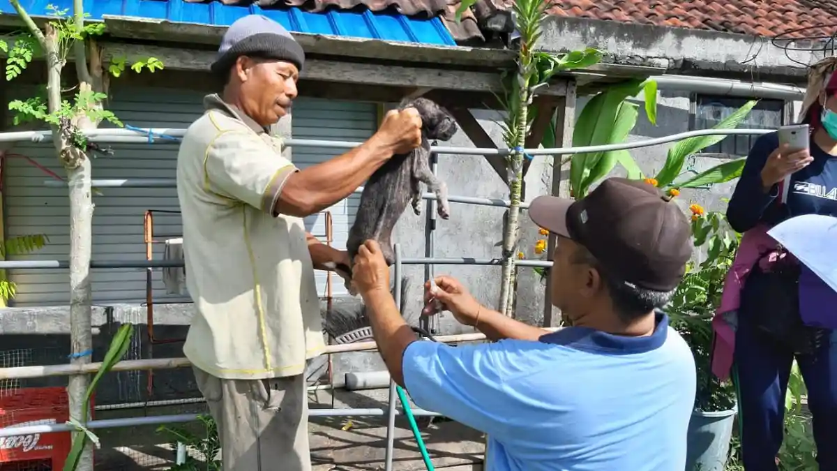 Anjing Positif Rabies Serang Tiga Warga di Dawan Kelod, Berturut-Turut Kasus Rabies di Klungkung