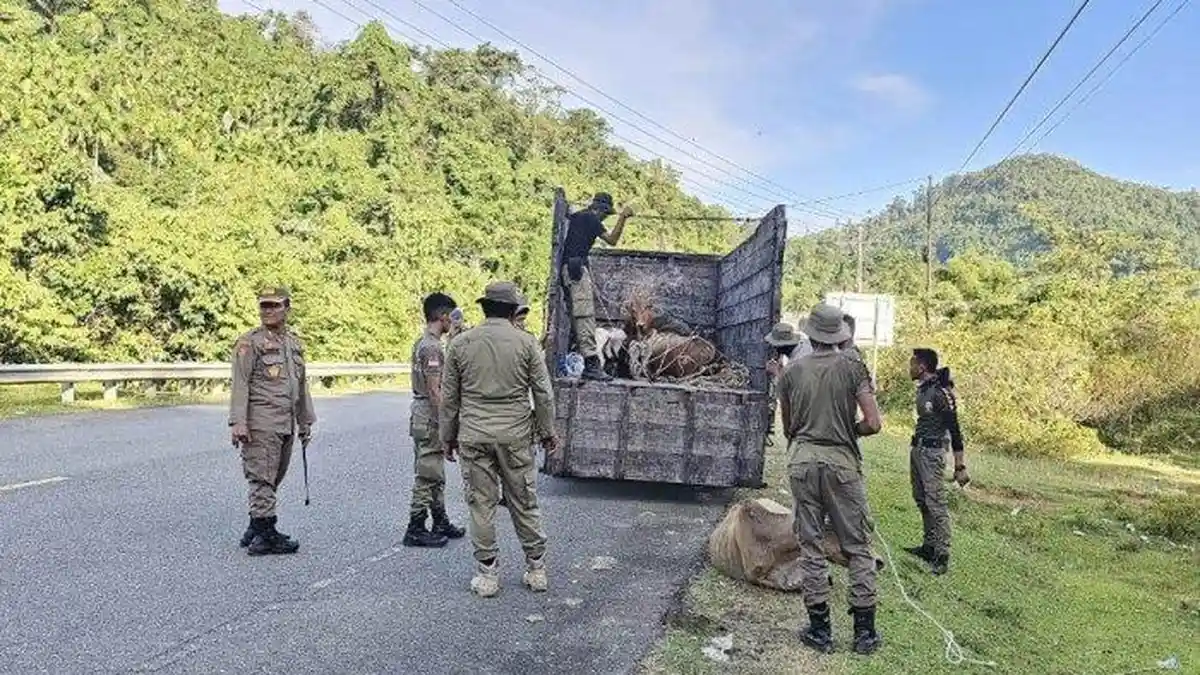 Satpol PP Aceh Jaya Tangkap 23 Ekor Ternak Warga yang Berkeliaran di Jalan