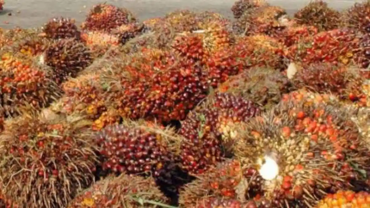 Gula Sawit Sumber Ekonomi Baru
