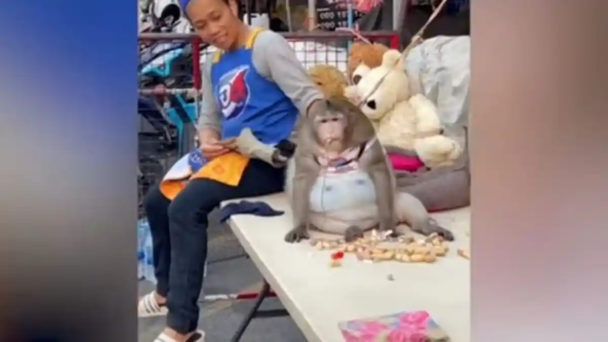 Banyak yang Kasih Makan, Kera Alami Obesitas Hingga Berat 20 Kg