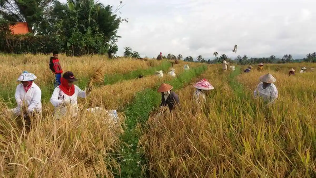 Ritual Petani di Lahat Sebelum Panen