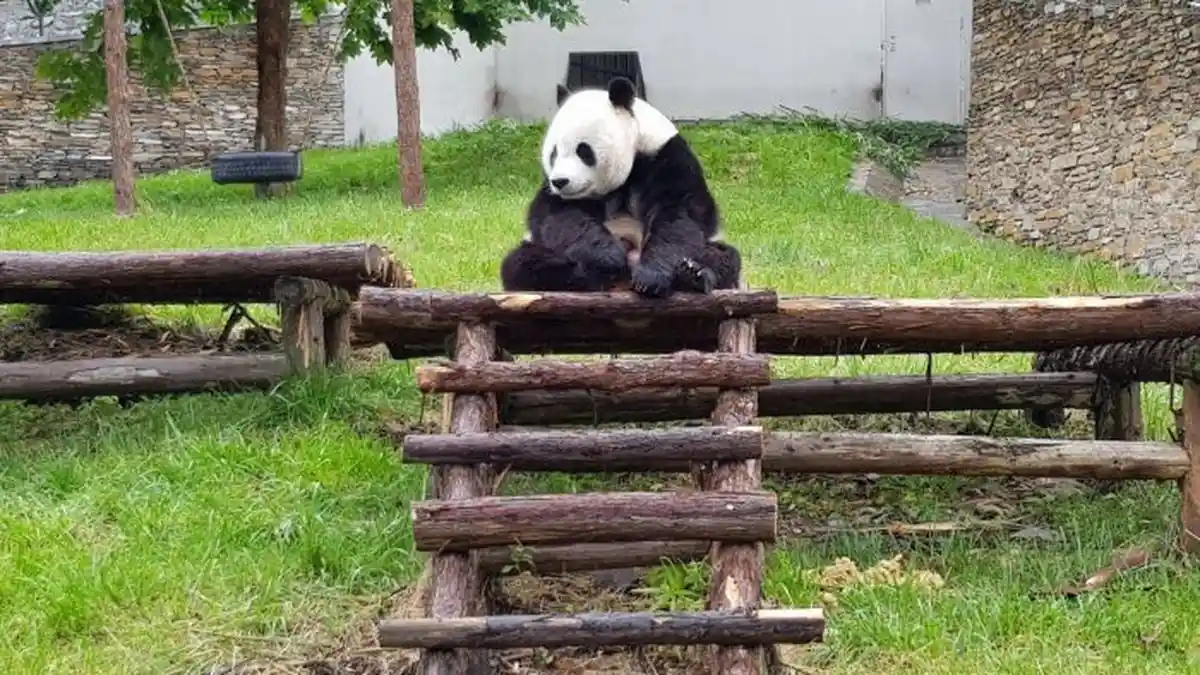 Asyik, Sepasang Panda Raksasa Bakal Jadi Penghuni Taman Safari Indonesia