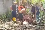 Damkar-Kulon-Progo-Selamatkan-Sapi-yang-Terperosok-keSeptic-Tank.jpg