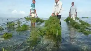 Rumput-laut-Rote-Ndao.jpg