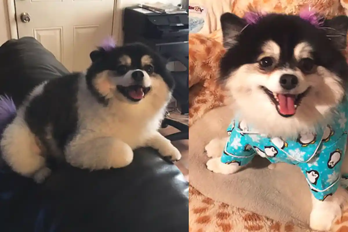 Dititipi Anjing Lucu, Pria Ini Kaget Terima Benda dari Bibinya! Isinya Bikin Geleng-geleng Kepala