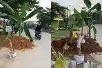 Ganti Untung Belum Dibayar, Warga Rapak Indah Samarinda Tanam Pohon Pisang di Jalan 