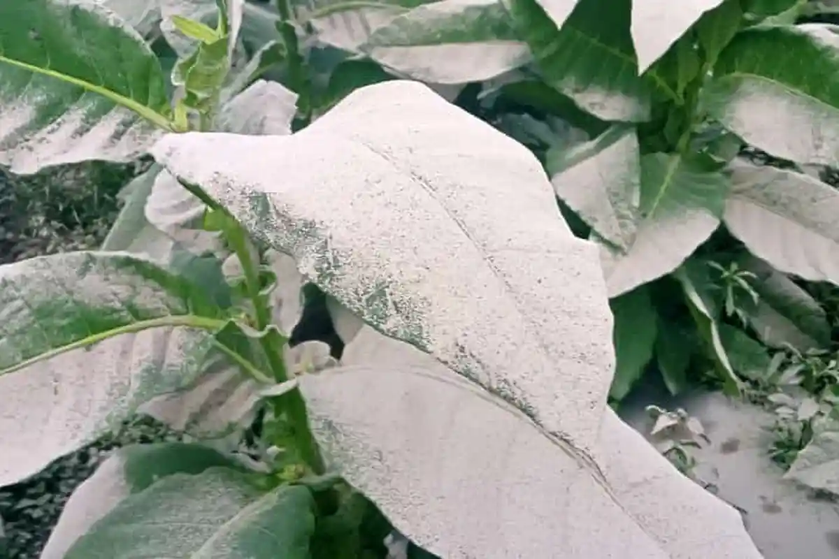 Empat Dusun di Klaten Diguyur Hujan Abu Gunung Merapi