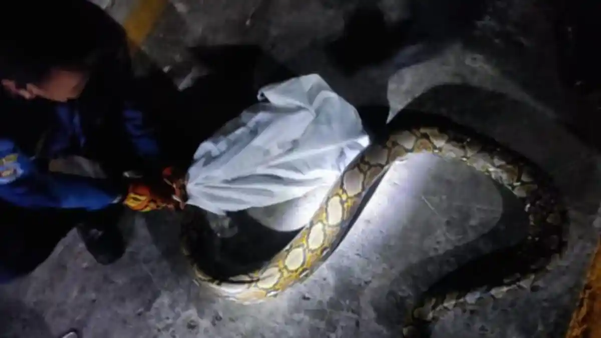Ular Piton Sepanjang 3 Meter Bikin Heboh Warga Kelurahan Jati Sidoarjo