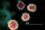 ilustrasi-virus-corona-covid-19-dari-afp.jpg