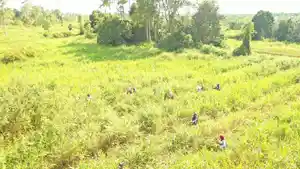 20240128_Belasan-Jenis-Mamalia.jpg