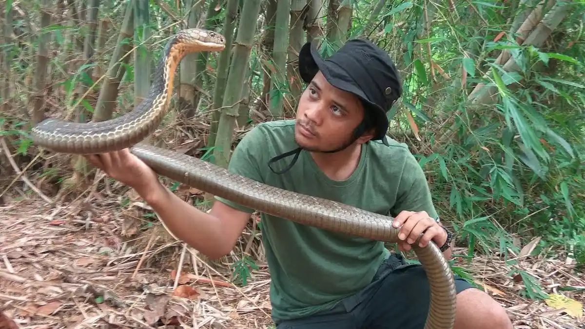 Kabar Terbaru Panji Petualang setelah Dipatuk King Cobra Peliharaan Sendiri