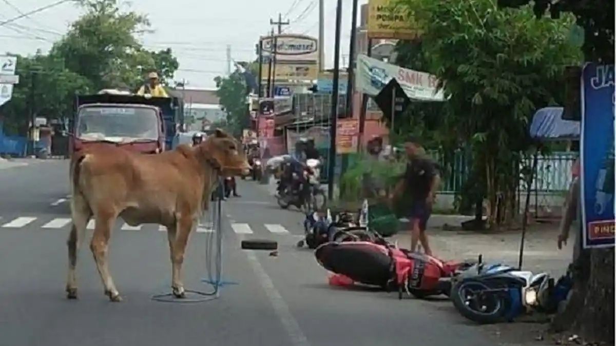 Ngamuk Seruduk Pengendara Sepeda Motor dan Mobil, Sapi di Solo Ditembak Polisi