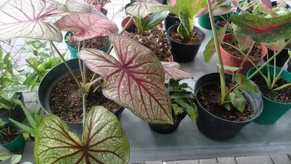Tren Tanaman Hias Keladi Alias Caladium Brazil, Cek Harga dan Cara Perawatan